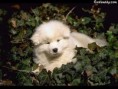 /album/fotogaleria/animal56-1-jpg/